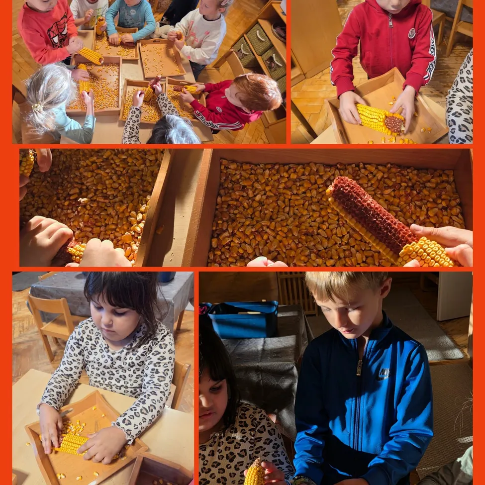 Eine Collage von Kindern, die mit Mais hantieren. Ein Kind hält einen Maiskolben, ein anderes hält ein Maiskorn und andere pflücken Maiskörner aus einer Kiste.