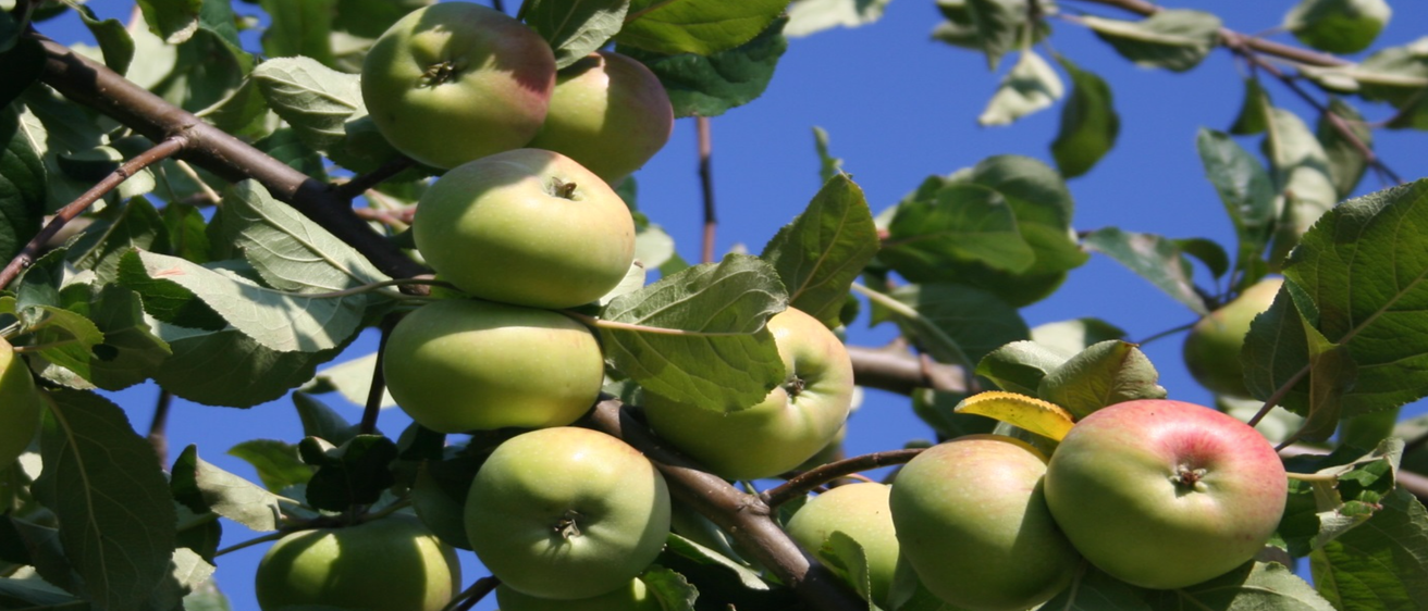 Bild enthält, Apple, Food, Fruit, Plant, Produce, Pear