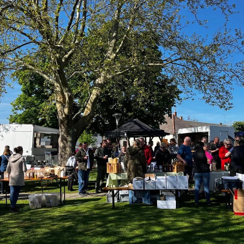 Menschen versammeln sich in einem Park mit einem großen Baum in der Mitte. Mehrere Tische sind mit Essen und Getränken bestückt. Ein schwarzes Zelt ist vorhanden.