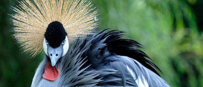 A close-up of a bird with a red beak and fluffy feathers. Its body is gray, and its head has golden-brown feathers.