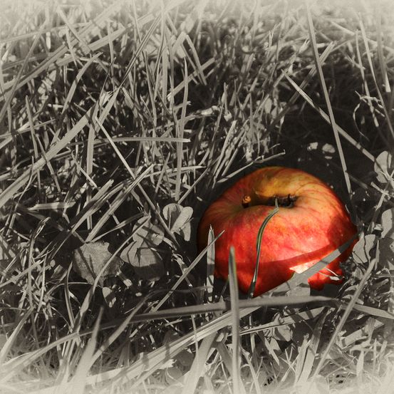 Bild enthält, Apple, Food, Fruit, Plant, Produce