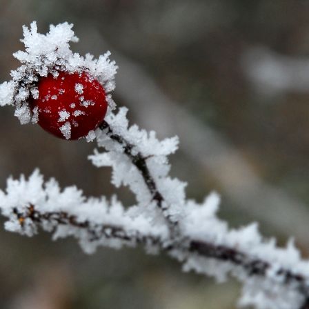 Bild enthält, Nature, Outdoors, Weather, Ice, Frost, Snow, Plant