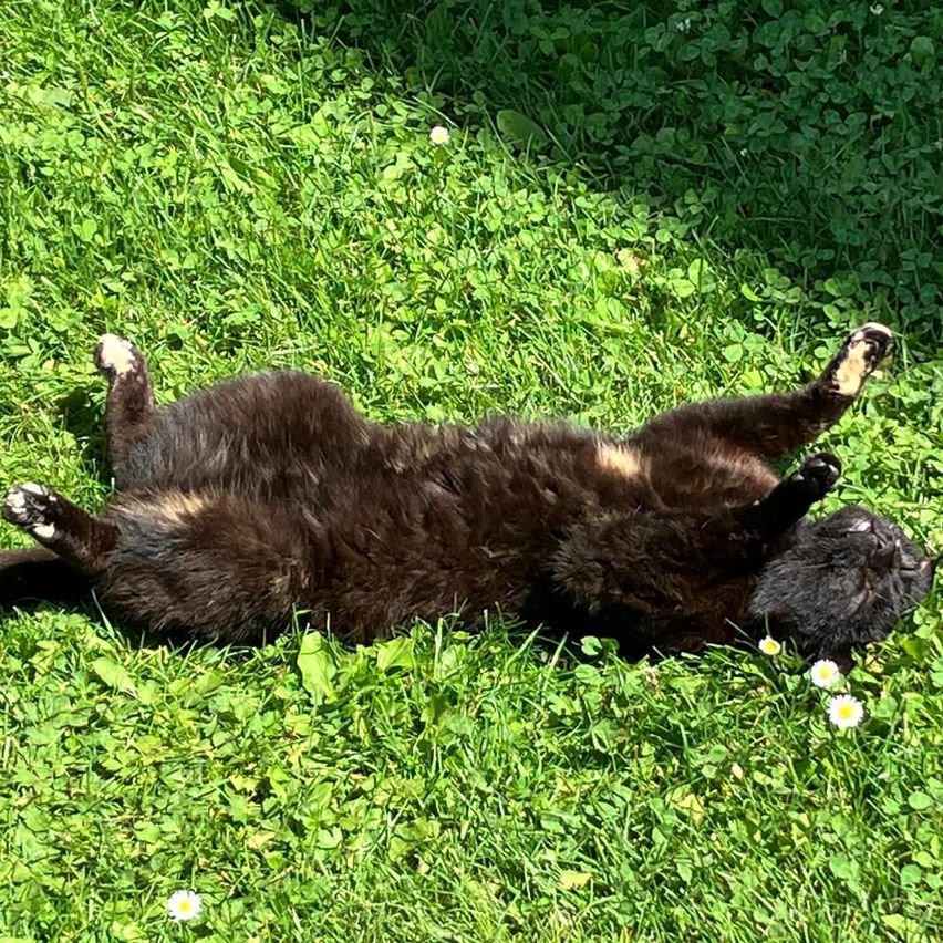 Eine schwarze Katze liegt auf dem Rücken in einem Grasfeld, möglicherweise sonnt sie sich. Sie hat weiße Pfoten und einen entspannten Gesichtsausdruck.