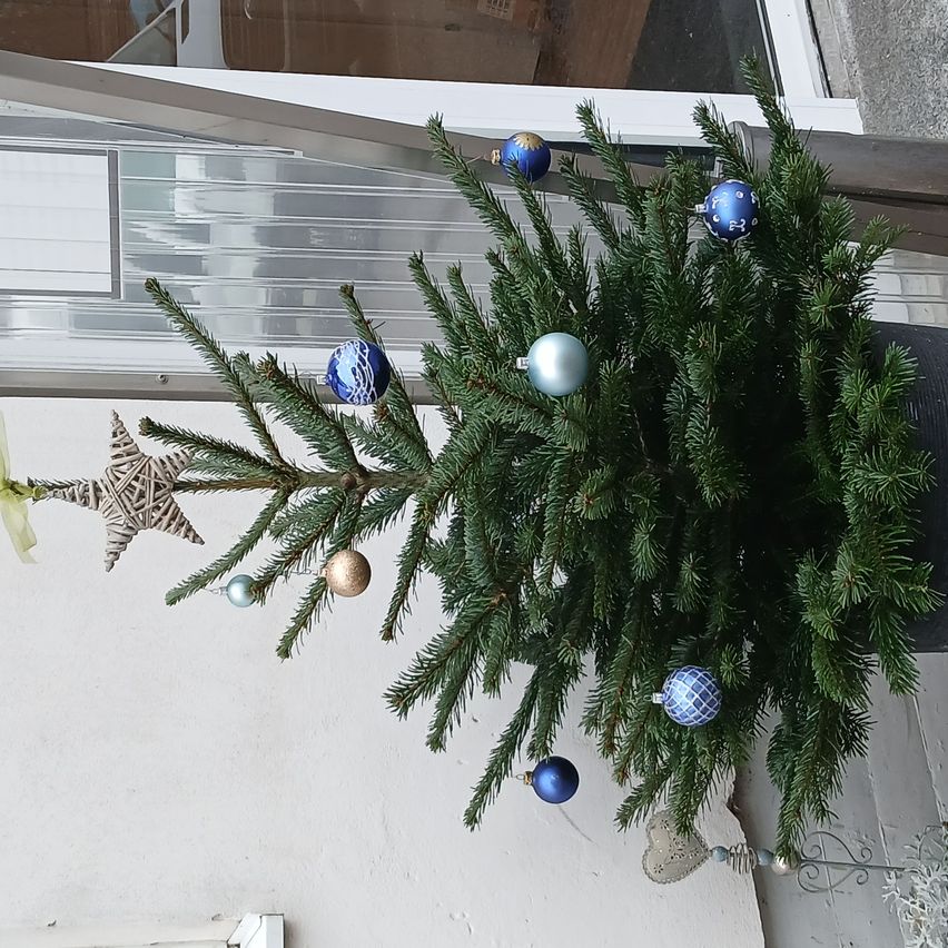 Ein kleiner Weihnachtsbaum, geschmückt mit blauen und goldenen Kugeln, steht an einer weißen Wand. Ein Stern befindet sich auf dem Baum.