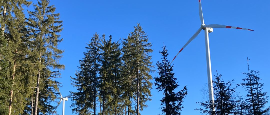 Eine Gruppe von Menschen, die auf einem Pfad umgeben von hohen Kiefern und Windturbinen an einem sonnigen Tag wandern.