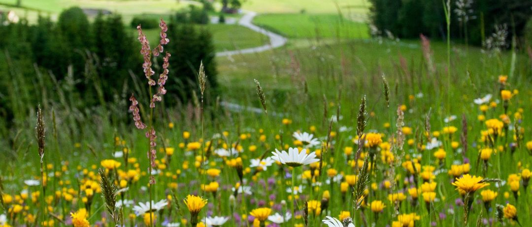 Eine bunte Wiese mit verschiedenen farbenfrohen Blumen, darunter Gänseblümchen, umgeben von grünen Feldern und Bäumen. In der Ferne führt ein gewundener Pfad zu einer Gruppe von Gebäuden.