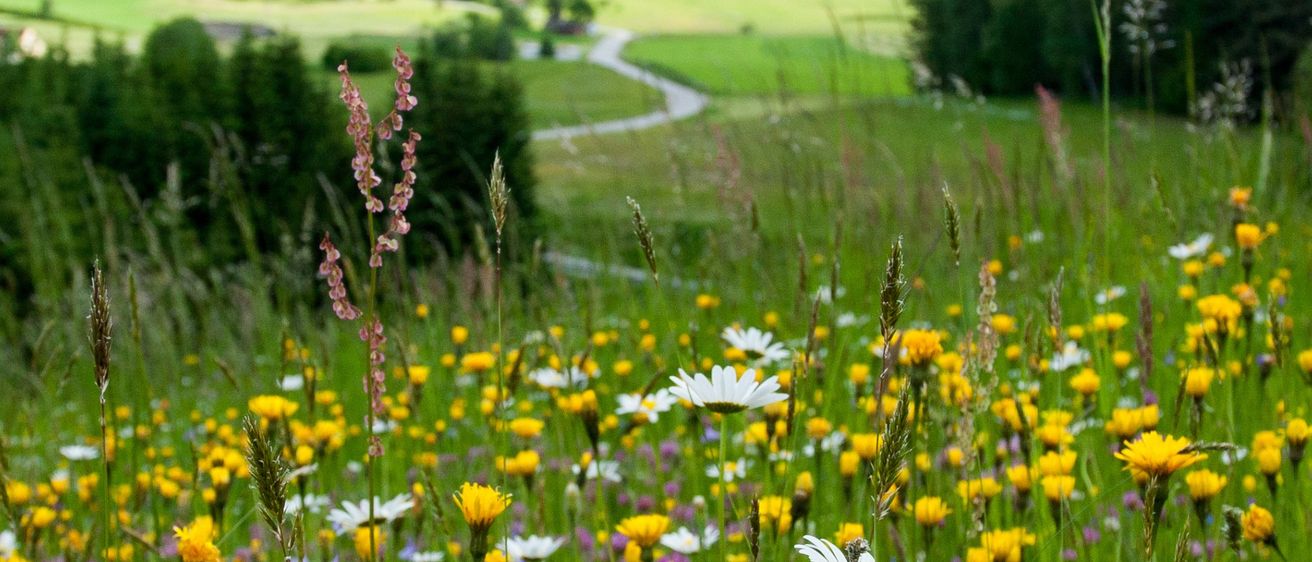 Eine bunte Wiese mit verschiedenen farbenfrohen Blumen, darunter Gänseblümchen, umgeben von grünen Feldern und Bäumen. In der Ferne führt ein gewundener Pfad zu einer Gruppe von Gebäuden.