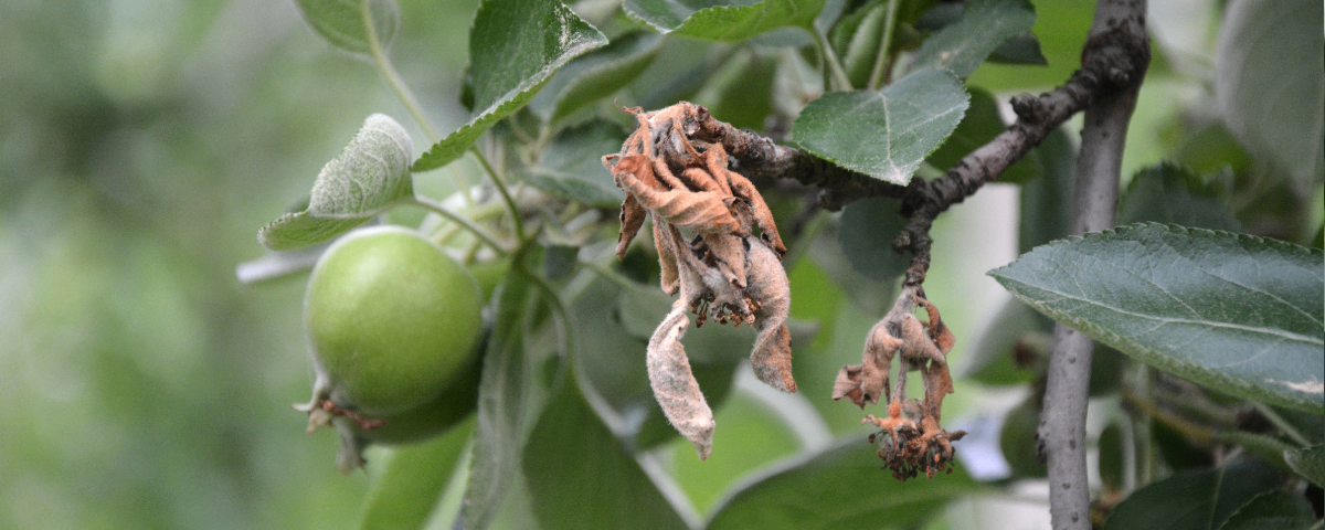 Nahaufnahme eines Apfelbaumzweigs mit einem grünen Apfel und getrockneten, beschädigten Apfelblüten.