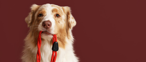 Ein Golden Retriever mit braunem und weißem Fell hält einen roten Leinen in seinem Mund und schaut auf einem braunen Hintergrund nach vorne.