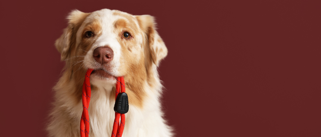 Ein Golden Retriever mit braunem und weißem Fell hält einen roten Leinen in seinem Mund und schaut auf einem braunen Hintergrund nach vorne.