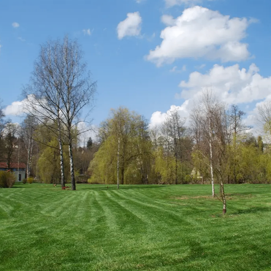 Bild enthält, Grass, Plant, Ground, Lawn
