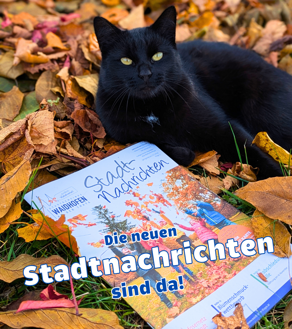 Eine schwarze Katze liegt auf Gras mit Herbstblättern. Daneben befindet sich eine Broschüre mit dem Titel 'Die neuen Stadtnachrichten sind da!' mit Bildern von Menschen in Herbstszenerie.