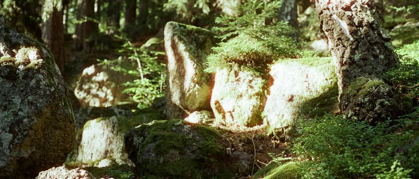 A forest scene with moss-covered rocks and a small evergreen tree in the center. The sunlight filters through the trees, casting dappled light on the rocks.