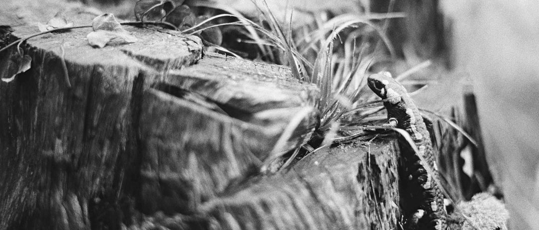 Ein Schwarz-Weiß-Foto eines Frosches, der auf einem Baumstumpf mit etwas Gras sitzt.
