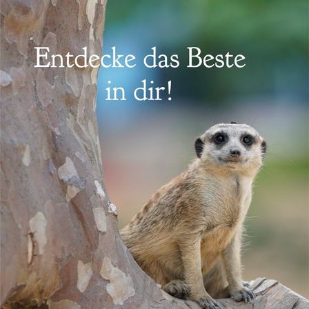 Ein Erdmännchen sitzt auf einem Ast und schaut neugierig zur Kamera. Der Hintergrund ist unscharf, und es gibt einen weißen Textüberlagerung, der 'Entdecke das Beste in dir!' lautet.