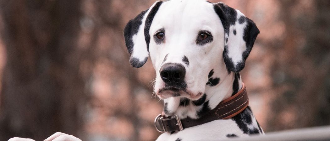 Bild enthält, Animal, Canine, Mammal, Dog, Pet, Dalmatian