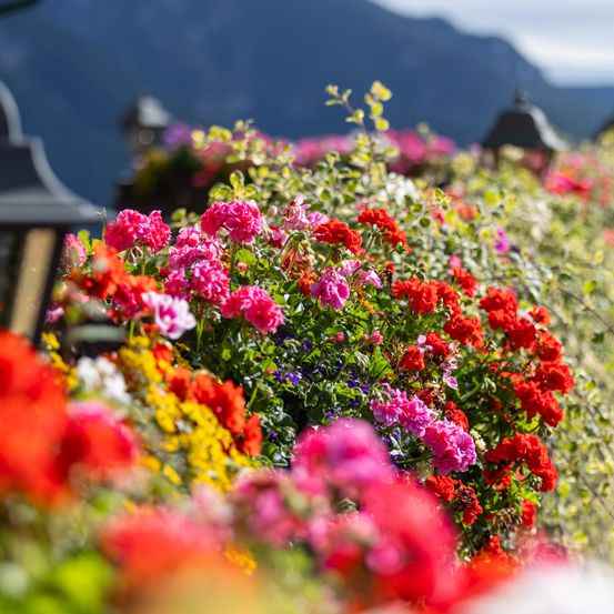 Eine farbenfrohe Präsentation bunter Blumen, darunter rosa, rote, gelbe und weiße Blüten, gedeiht vor einem Hintergrund von Bergen.