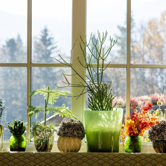 Ein Fenstersims mit mehreren Topfpflanzen vor einem Fenster. Es gibt drei grüne Glasvasen, eine Kürbisvase und eine große grüne Vase mit einer hohen Pflanze. Draußen sind Bäume und Berge zu sehen.