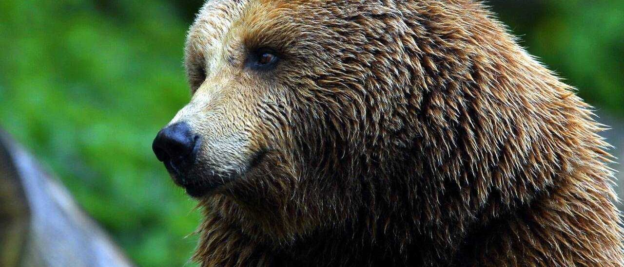 Bild enthält, Animal, Bear, Mammal, Wildlife, Brown Bear