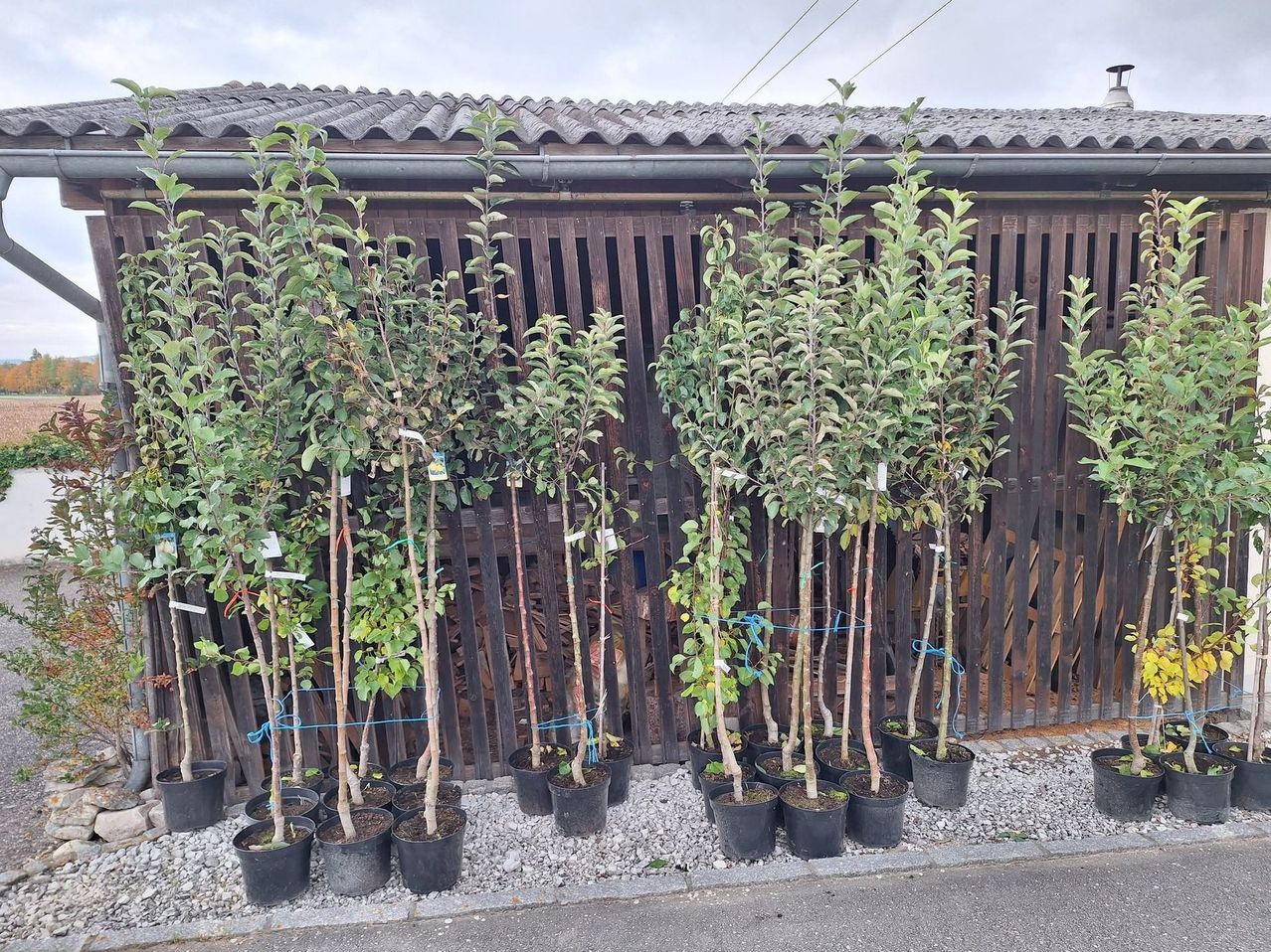 Mehrere Topf-Apfelbäume sind vor einem Holzzaun aufgereiht. Jeder Baum hat einen weißen Anhänger.