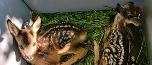 Bild enthält, Animal, Deer, Mammal, Wildlife, Kangaroo