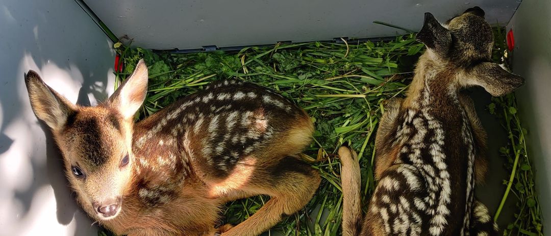 Animal, Deer, Mammal, Wildlife, Kangaroo