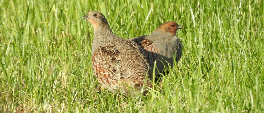 Animal, Bird, Partridge