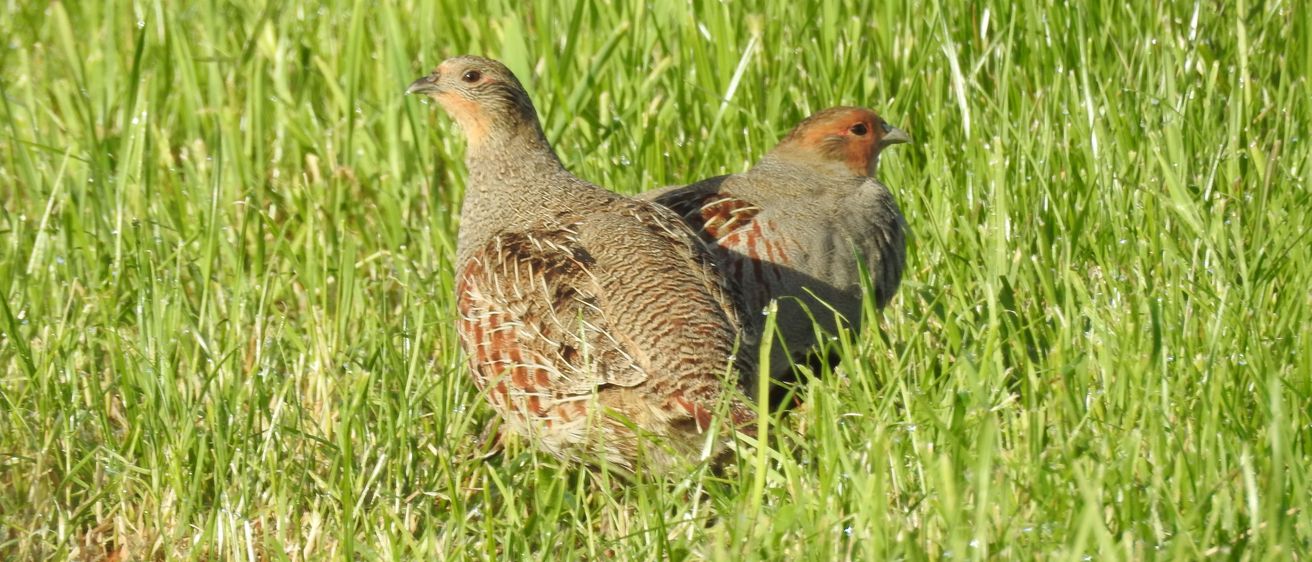 Bild enthält, Animal, Bird, Partridge