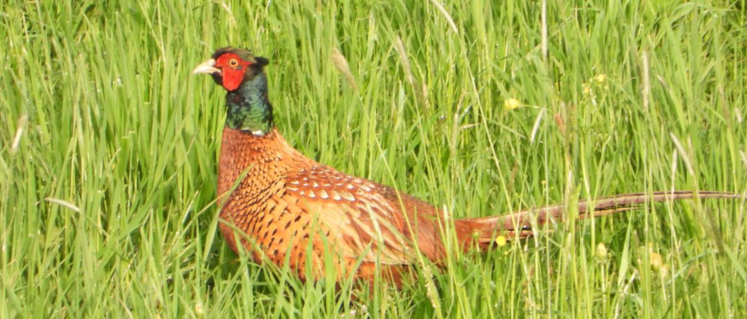 Animal, Bird, Pheasant, Beak, Grass, Plant