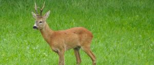 Ein Reh mit kleinen Geweihen steht in einem üppigen grünen Feld und schaut nach links.