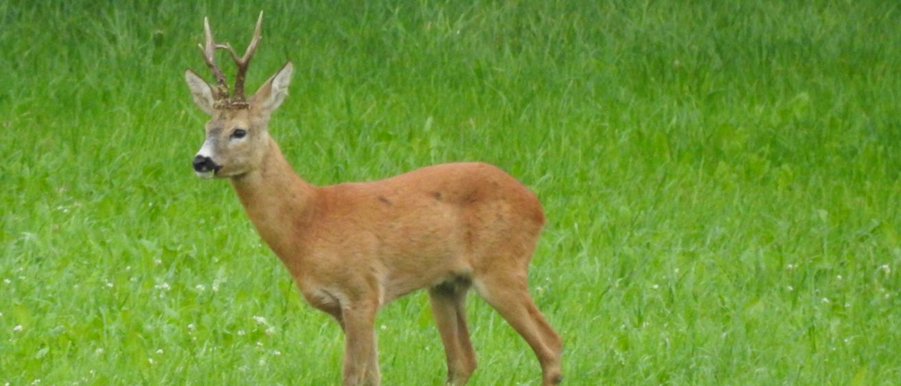 Ein Reh mit kleinen Geweihen steht in einem üppigen grünen Feld und schaut nach links.