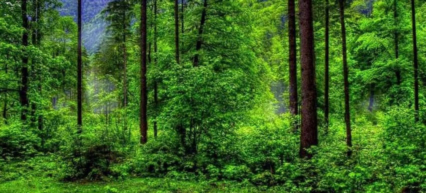 Bild enthält, Vegetation, Green, Scenery, Land, Tree, Woodland, Jungle, Rainforest, Grove, Landscape