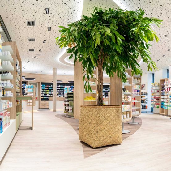 Bild enthält, Shop, Indoors, Market, Plant, Person, Grocery Store, Supermarket, Pharmacy