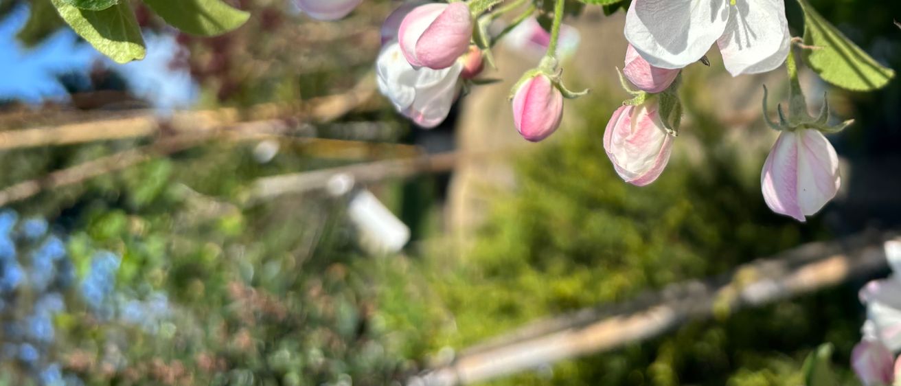 Bild enthält, Flower, Petal, Geranium, Pollen, Anemone, Rose, Bud, Outdoors, Nature, Leaf