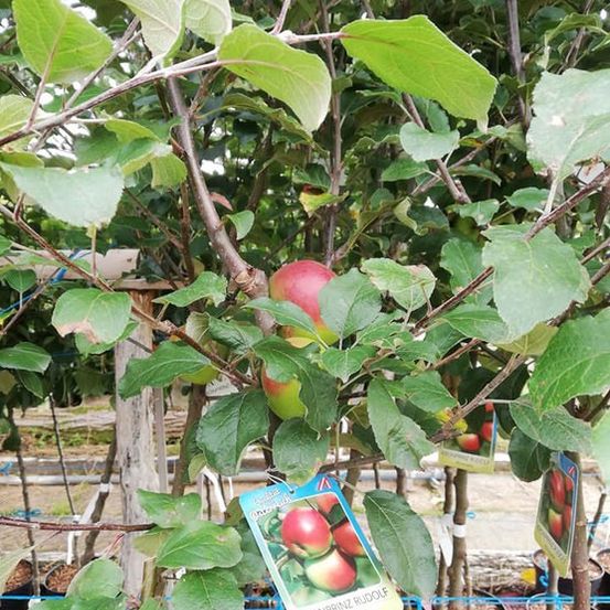 Ein Nahaufnahme einer kleinen Apfelbaum mit roten und grünen Äpfeln, die an seinen Ästen hängen.