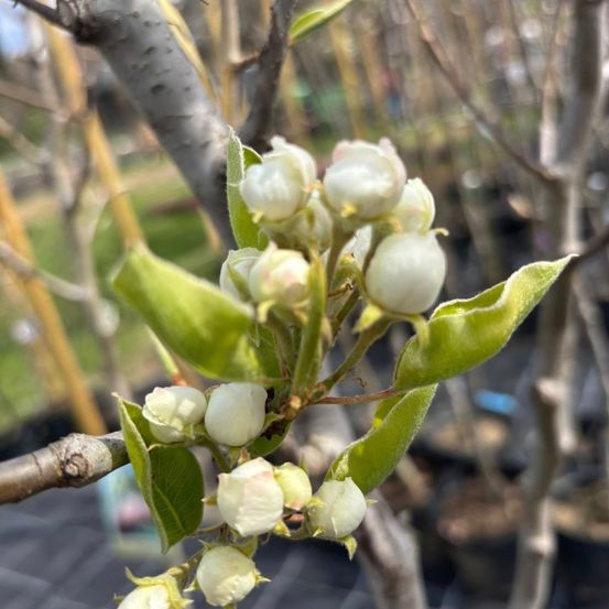 Nahaufnahme eines Apfelbaums mit weißen Blüten und grünen Blättern.