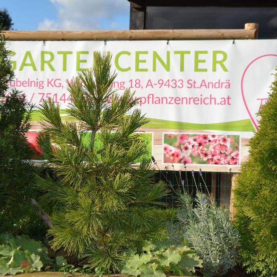 Werbung für einen Gartencenter mit einer kleinen Kiefer, grünen Pflanzen und einem Bild von rosa Blumen.