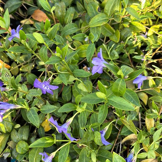 Bild enthält, Flower, Plant, Acanthaceae, Leaf, Vegetation