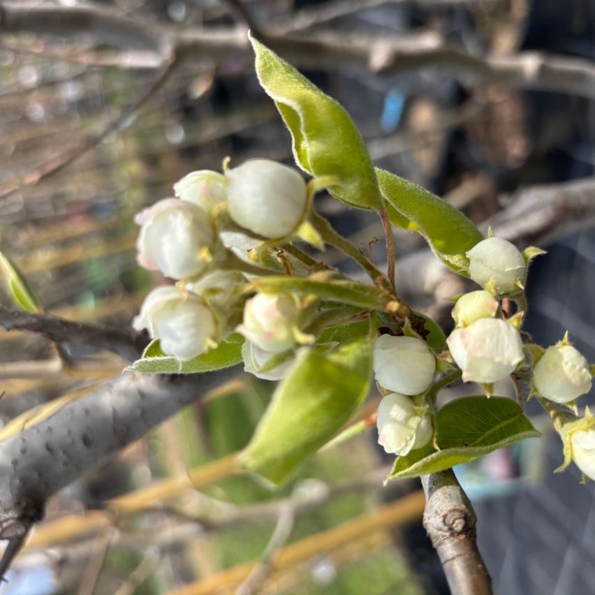 Nahaufnahme eines kleinen Baumzweigs mit weißen Blüten und grünen Blättern.