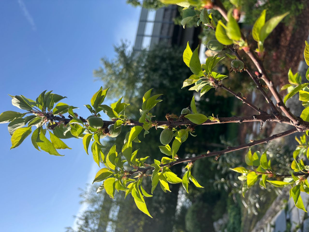 Nahaufnahme eines Baumzweigs mit grünen Blättern und kleinen grünen Früchten, vermutlich Aprikosen, vor einem blauen Himmelshintergrund.