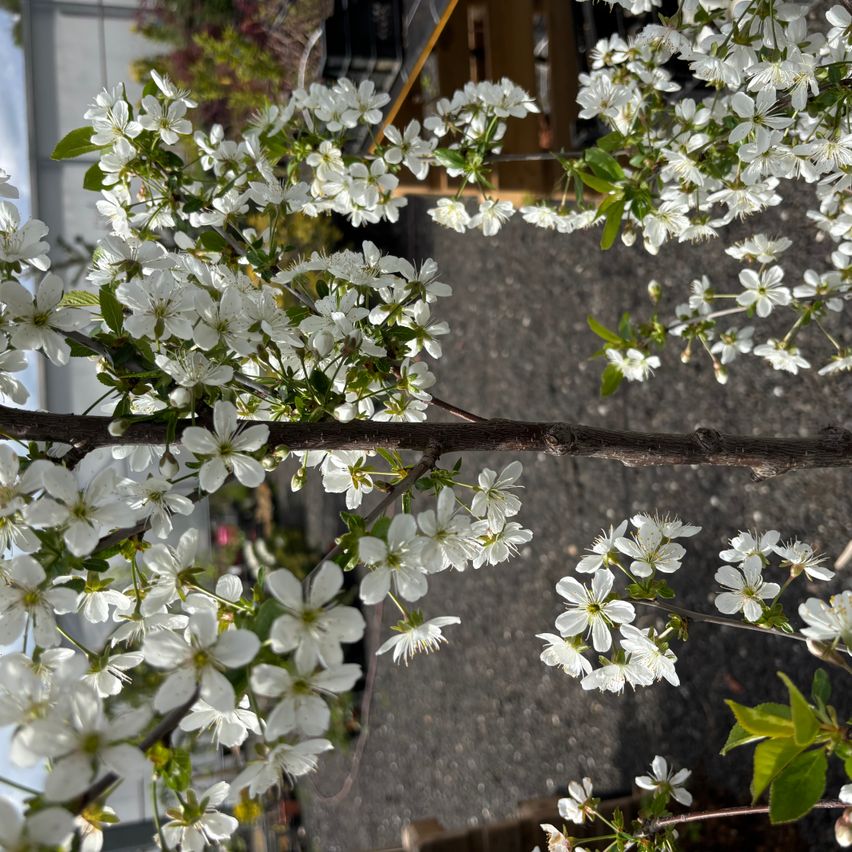 Nahaufnahme eines Kirschbaumzweigs mit weißen Blüten, die daran hängen.