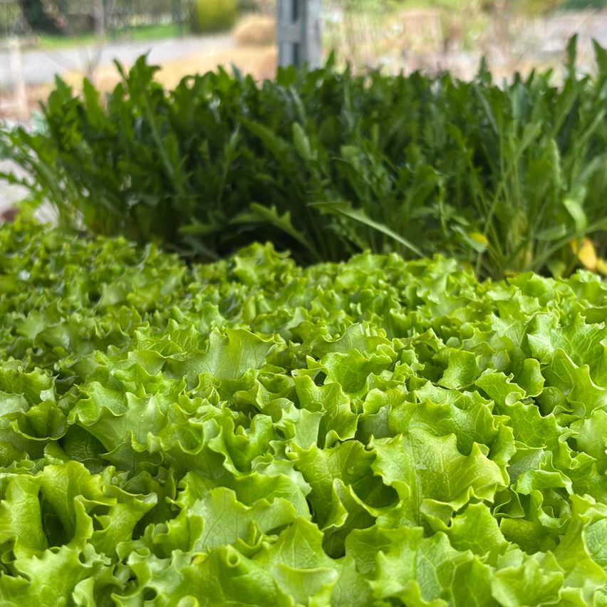 Nahaufnahme von Reihen grünen Salats, der in einem Garten wächst, mit einem unscharfen Hintergrund aus anderen Pflanzen und einer Straße.