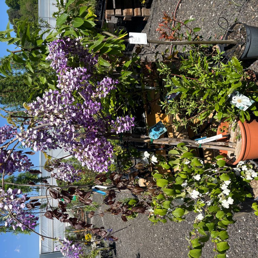 Ein Nahaufnahme einer Vielzahl von Pflanzen, darunter lila und weiße Blumen, wird in einem Baumschulgarten ausgestellt.