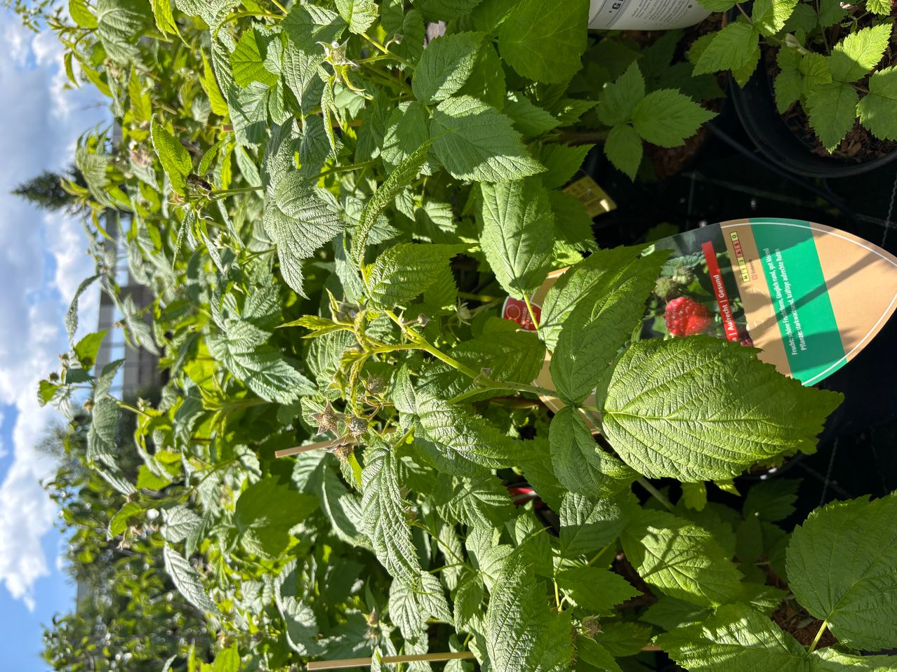 Ein Nahaufnahme eines Busches mit leuchtend grünen Blättern und einer roten Himbeere im Hintergrund. Die Blätter sind glänzend und gesund.