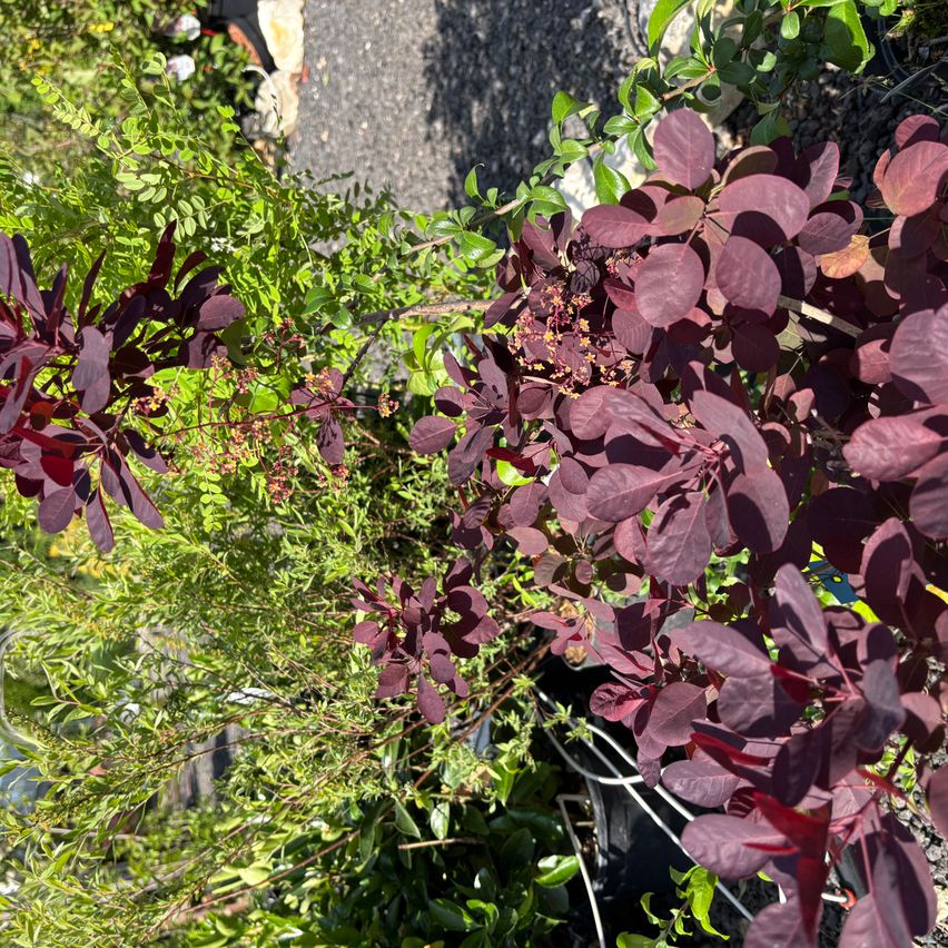 Eine Draufsicht auf einen Garten mit dunkelroten Blättern, wahrscheinlich eine Art Zierstrauch, umgeben von grünen Pflanzen.