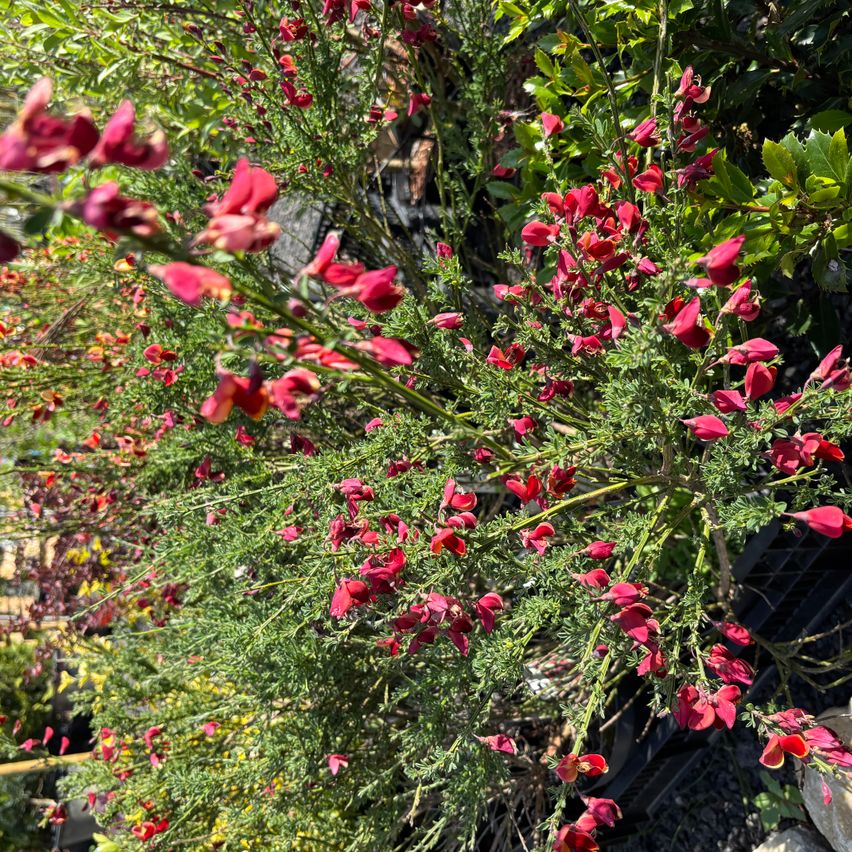 Eine leuchtend rote blühende Pflanze mit schlanken grünen Stielen, umgeben von anderer Grünfläche und Steinen in einer Gartenumgebung.
