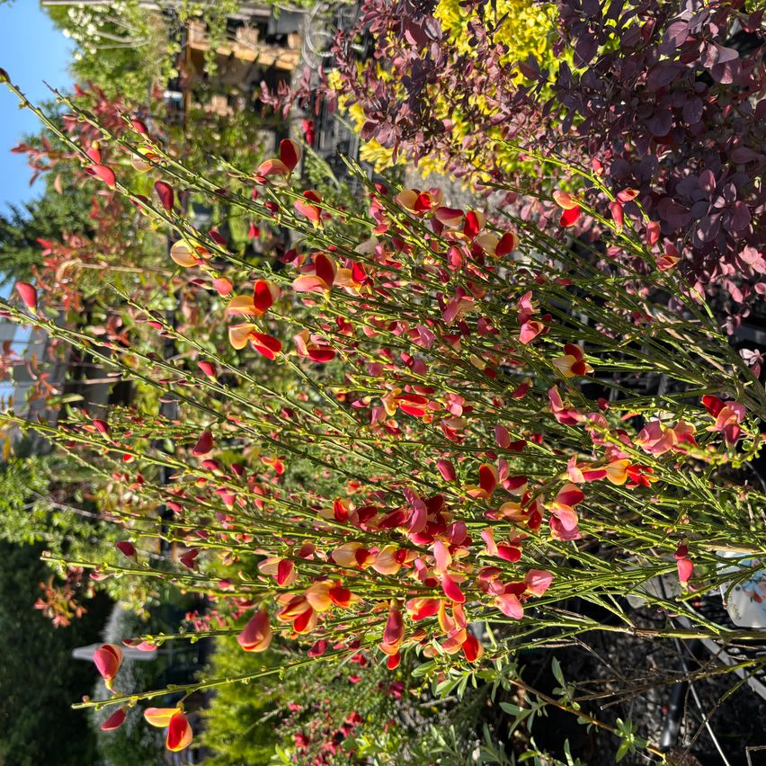 Ein Garten mit hohen Pflanzen mit roten und gelben Blüten an langen Stielen. Andere Pflanzen und Bäume sind im Hintergrund.
