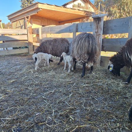 Bild enthält, Outdoors, Shelter, Wood, Nature, Livestock, Mammal, Sheep, Countryside, Backyard, Straw