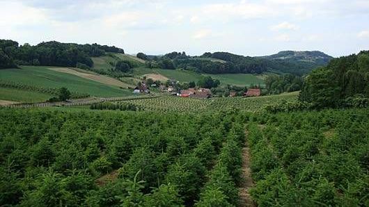 v1_migrated_image_70633770