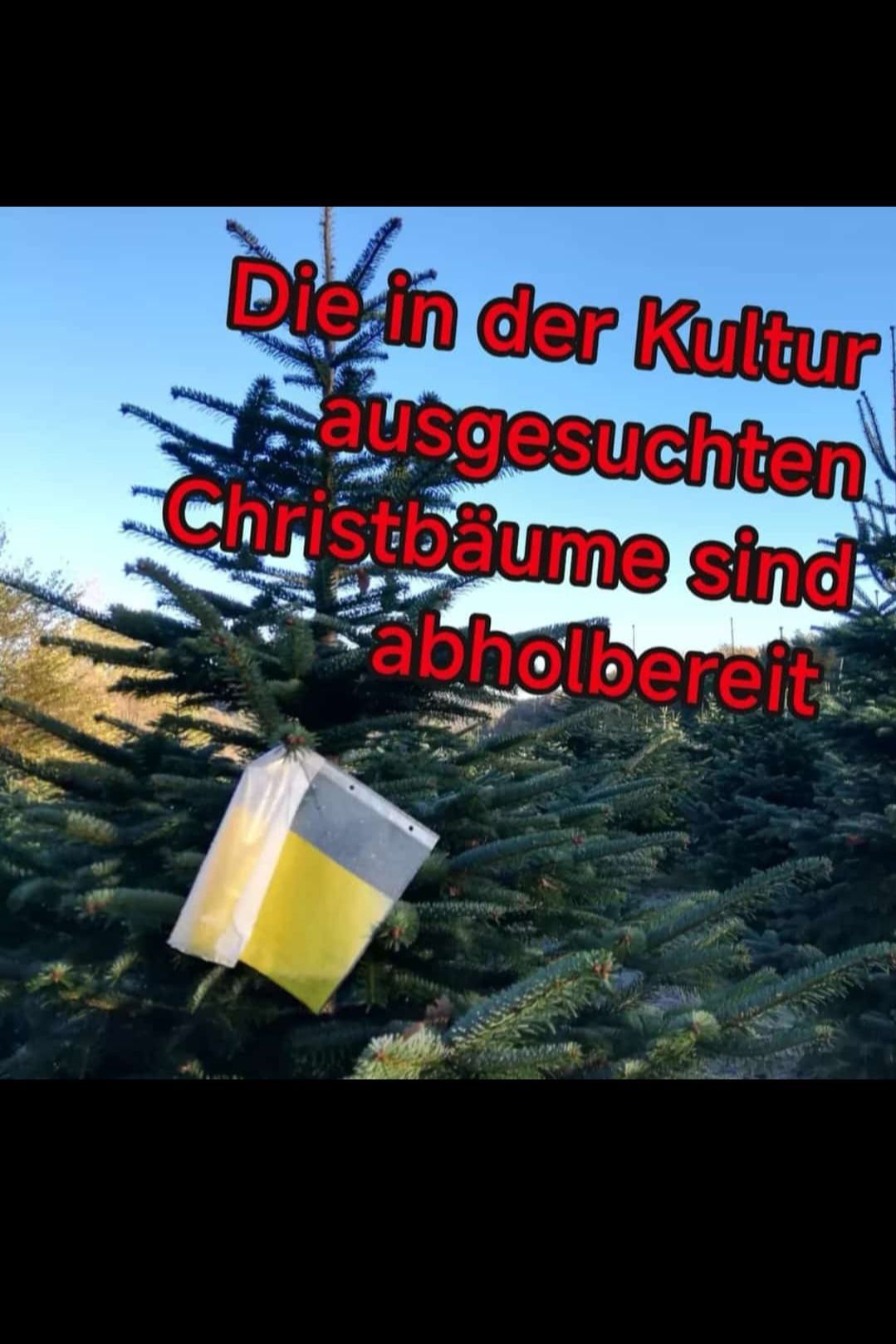 Die in der Kultur gesuchten Weihnachtsbäume sind abholbereit. Ein Plastikbeutel hängt an einem der Bäume.